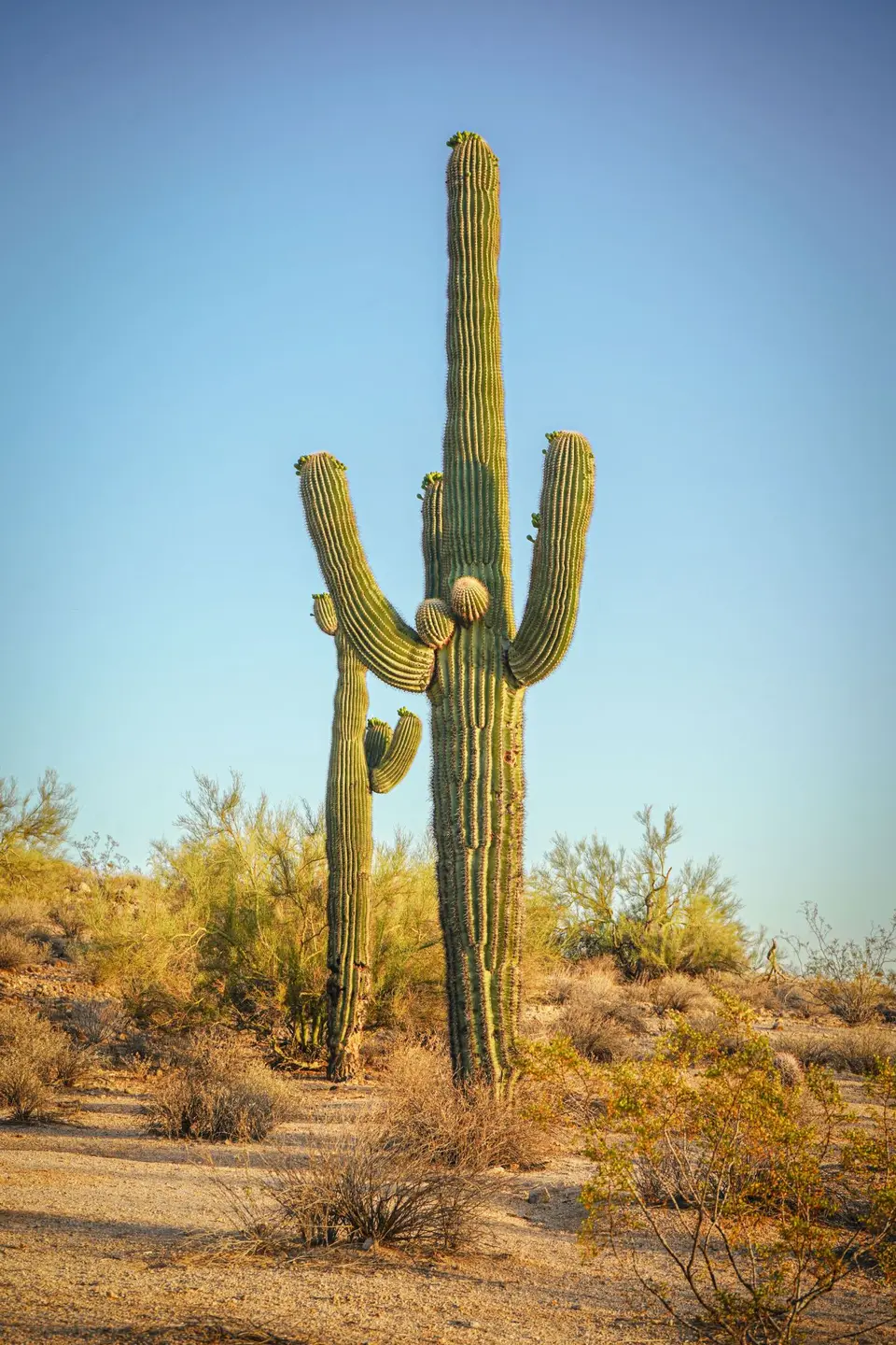 Saguaro cacti in the Arizona desert at golden hour